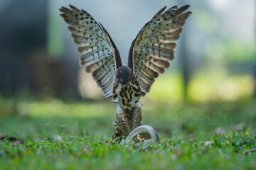 A crested goshawk Accipiter trivirgatus native to tropical asia attack a sunbeam snake xenopeltis unicolor with natural background 