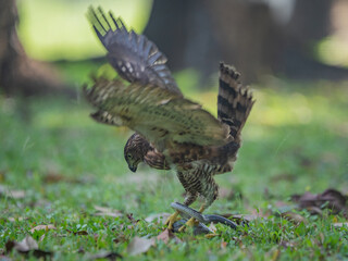 A crested goshawk Accipiter trivirgatus native to tropical asia attack a sunbeam snake xenopeltis unicolor with natural background 