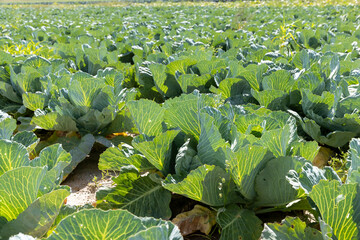 A field with a cabbage harvest in the summer season
