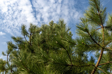 a close-up of a pine tree in sunny spring weather