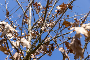 the tree of the petiolate oak without foliage at the beginning of spring