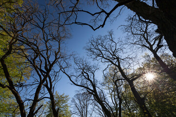 Young spring foliage of trees in the spring season