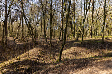 hilly territory with trees without foliage in the spring season