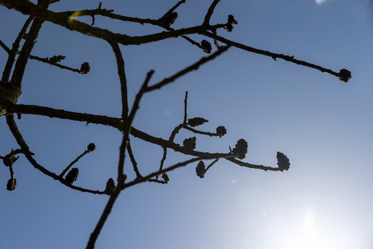 sumac tree in sunny weather in early spring