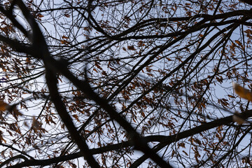 Branches of oak trees in the park in spring sunny weather
