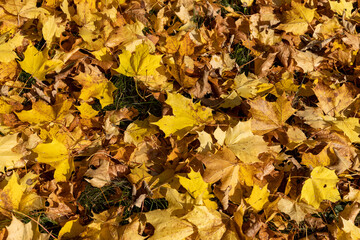 Orange maple foliage lies on the ground