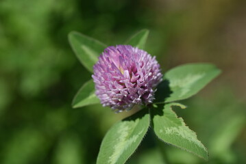 Red clover flowers. Fabaceae perennial plants.
Flowering season is from April to September. It is used for pasture and livestock feed.
