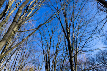 deciduous trees in the park in the spring season