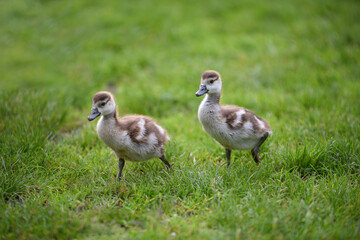 nature duck goose