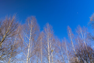 leafless birch trees in early spring in sunny weather