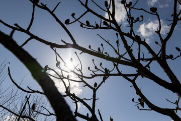 sumac tree in sunny weather in early spring