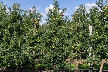 Apple orchard with an unripe harvest of green apples