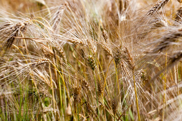 Agricultural field with a large number of yellow cereals
