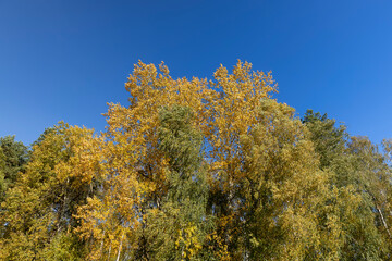 Fototapeta premium Yellowing birch foliage in October