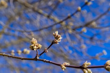leafless trees in early spring in sunny weather
