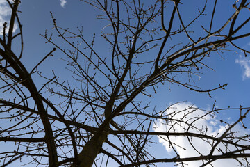 ash in sunny weather in early spring, a young ash tree