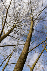 trees of different varieties in the spring season