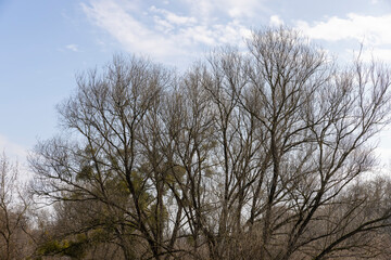 trees of different varieties in the spring season