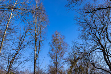 birch tree without foliage in the spring season