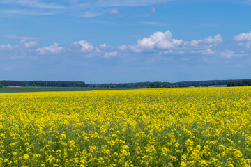 beautiful blooming rapeseed flowers in spring