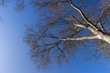 the tops of various deciduous trees in the spring season