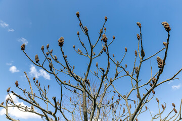 sumac tree in sunny weather in early spring