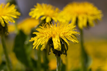 yellow blooming dandelions in the spring season