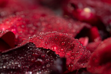 red petals of a rosebud covered with water drops