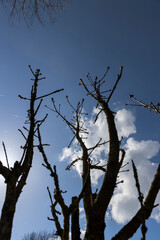 deciduous trees in sunny weather in early spring