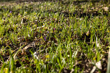 green grass and small yellow flowers in the spring season