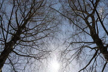 birch tree in sunny weather in early spring, birch tree