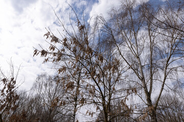 maple trees without foliage in the spring season