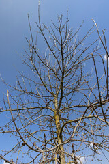 ash in sunny weather in early spring, a young ash tree