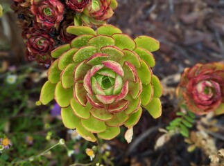 closeup of aeonium arboreum, tree houseleek evergreen succulent plant