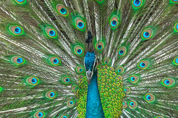 Fototapeta na wymiar A beautiful peacock shows us its attractive colored feather