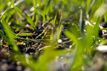 green wheat sprouts in early spring, green winter wheat
