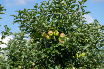 Apple orchard with a mature harvest of green apples
