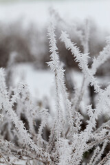 Snow-covered trees in winter, deciduous trees