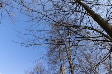 trees of different varieties in the spring season