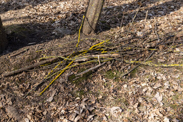 dry tree branches that can be used for ignition