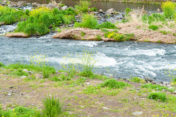 Fototapeta na wymiar Section of the Urui River with yellow rapeseed flowers blooming on the bank in Ryuganbuchi, Fuji City, Japan