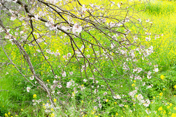 Fototapeta na wymiar Spring Symphony: Cherry Blossom and Yellow Rapeseed Flowers