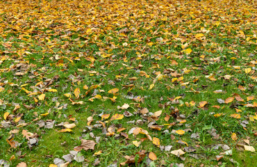 Obraz premium Beautiful yellow foliage of trees on green grass