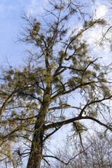 deciduous trees in winter during the day in sunny weather