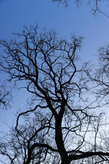 Bare trees in early spring in sunny clear weather