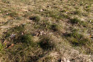 grass growing in early spring in windy weather