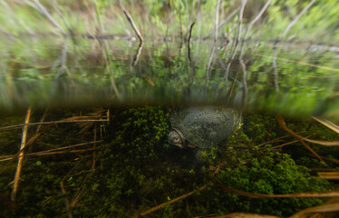 Male Blanding's turtle found in a Massachusetts vernal pool 