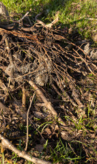 a pile of sawn wood after deforestation, harvesting of wood