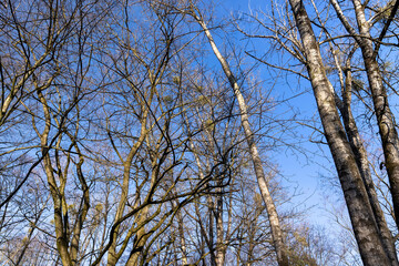 Bare trees in early spring in sunny clear weather