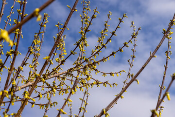 a shrub during flowering with yellow flowers in the spring season